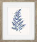 Blue Mist Ferns I