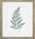 Green Ferns I
