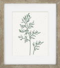 Green Ferns II