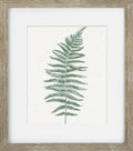 Green Ferns III