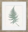Green Ferns IV