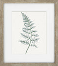 Green Ferns V