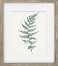Green Ferns VI