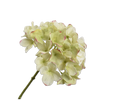 Hydrangea Stem