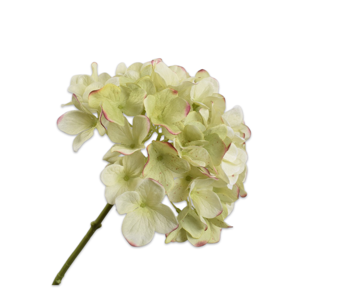 Hydrangea Stem