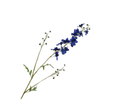 Delphinium Spray Blue