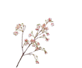 Elaeocarpus Spray