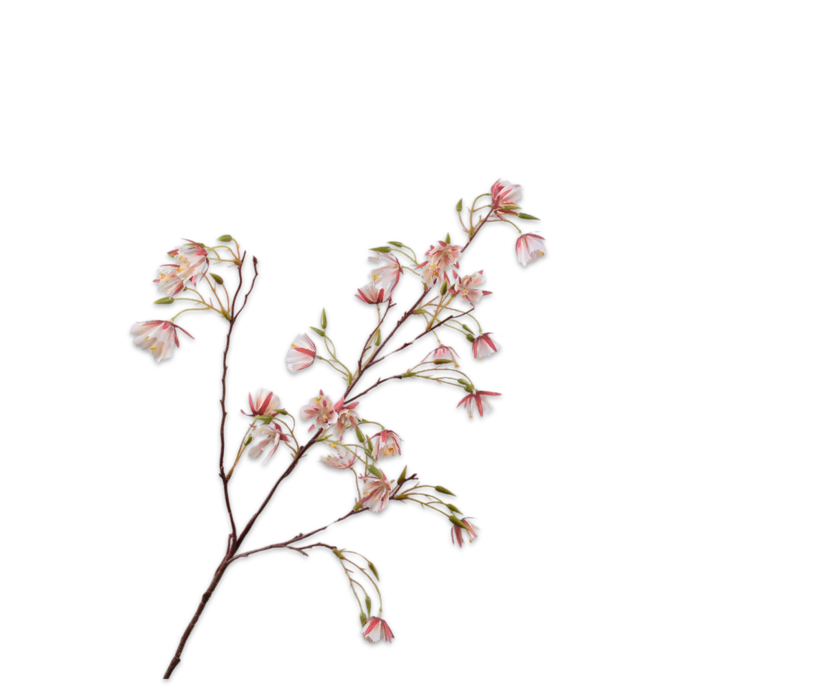 Elaeocarpus Spray