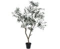 Olive Tree Green