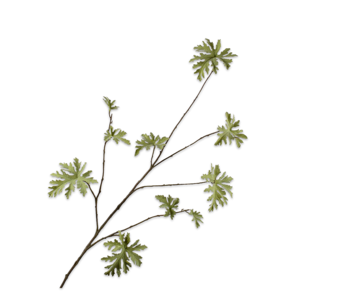 Pelargonium Spray Green
