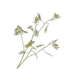 Mimosa Spray Green