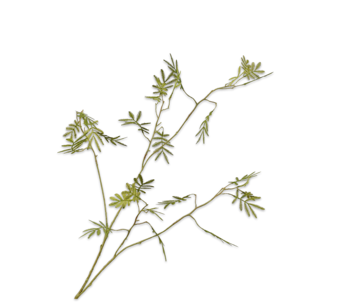 Mimosa Spray Green