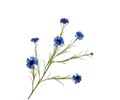 Cornflower Spray Blue