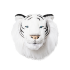 Head white tiger Albert