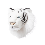 Head white tiger Albert