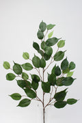 Ficus Spray