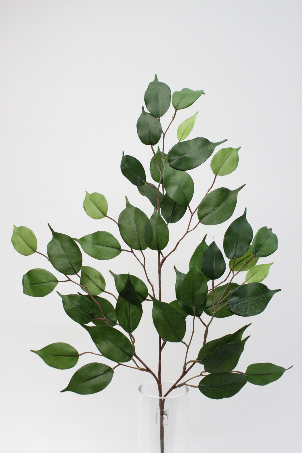 Ficus Spray