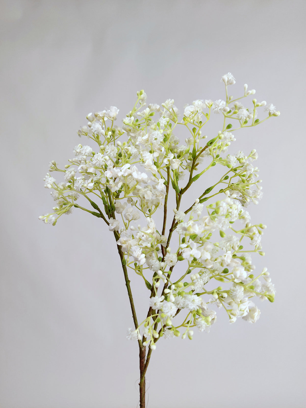 Baby Breath