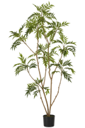 Outdoor Sage Tree
