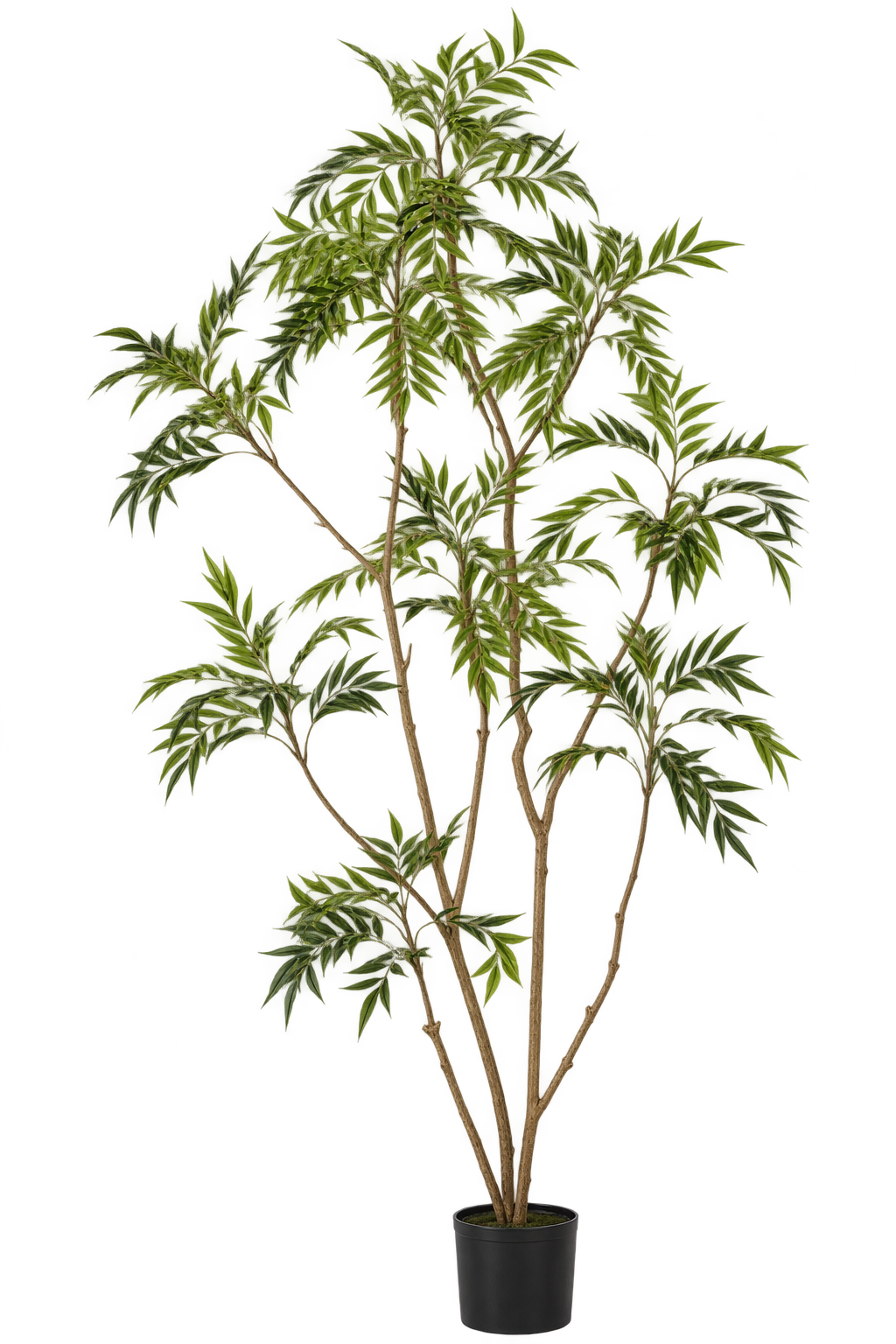 Outdoor Sage Tree