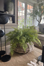 Lush Ferns in a Rustic Wicker Basket