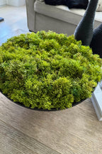 Curly Moss in Elegant Black Stone Bowl