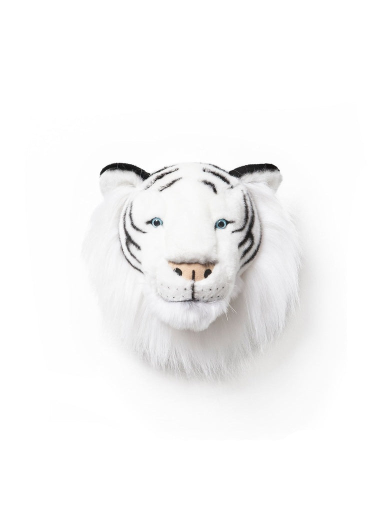 Head white tiger Albert