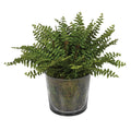 Glass Garden Fern