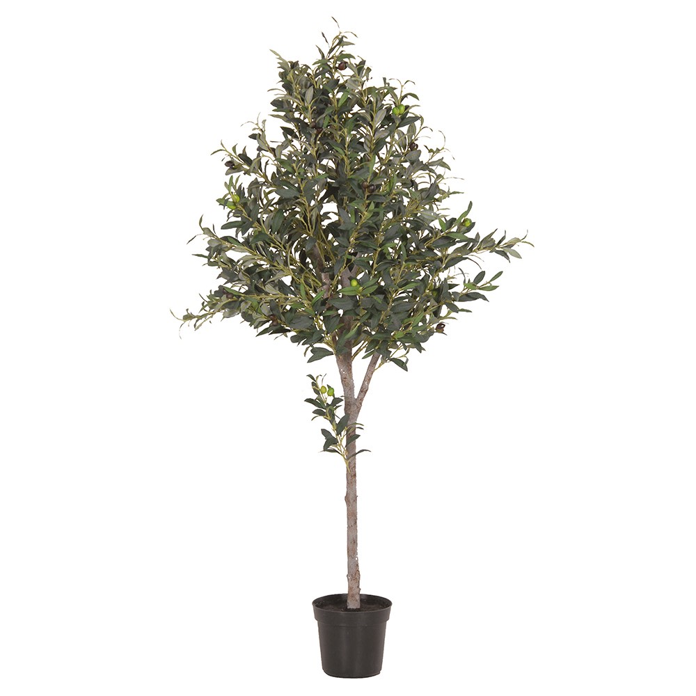 Olive Tree 155cm
