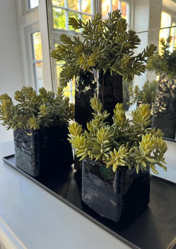 Spiked Succulents in Tapered Glass Planter