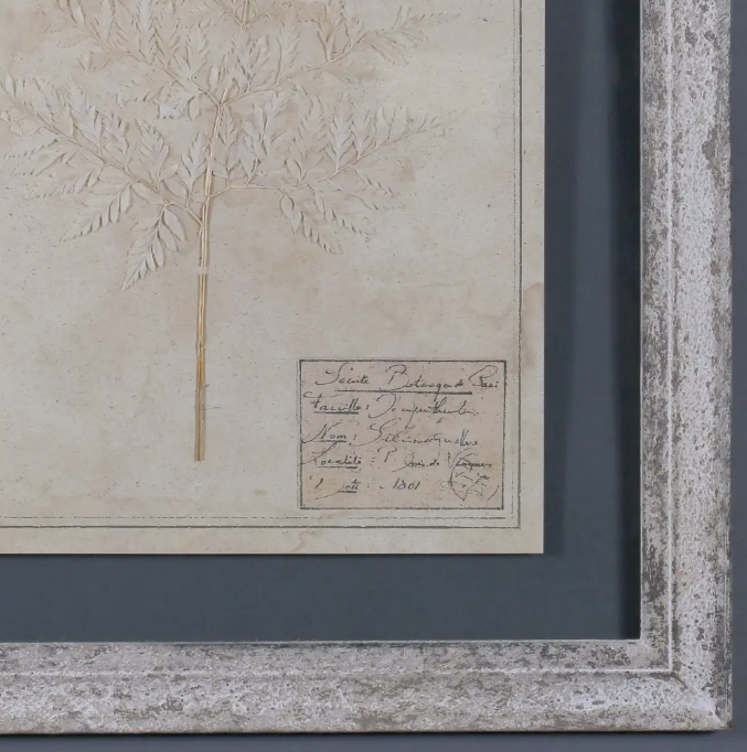 Set of 6 Pressed Botanical Prints – Beige