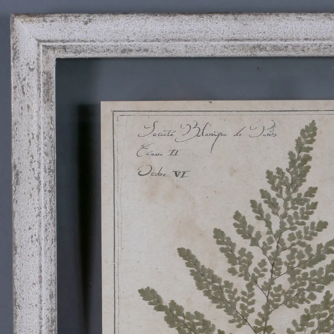 Set of 6 Pressed Botanical Prints – Beige