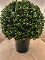 Green Outdoor Topiary