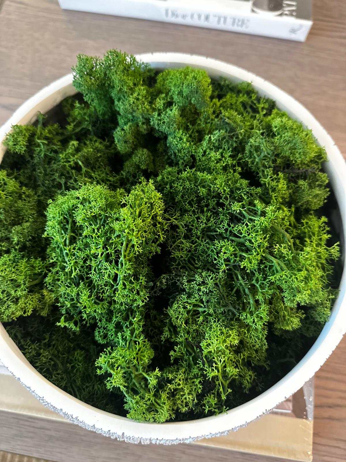 Bag of Decorative Faux Moss