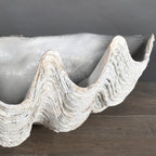 White Large Tricnada Clam