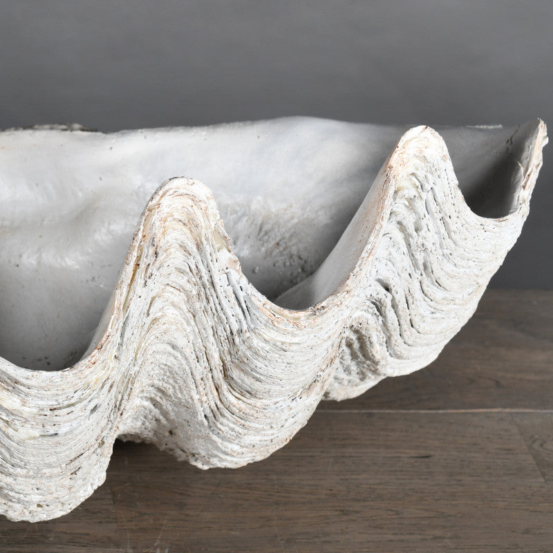 White Large Tricnada Clam