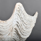 White Large Tricnada Clam