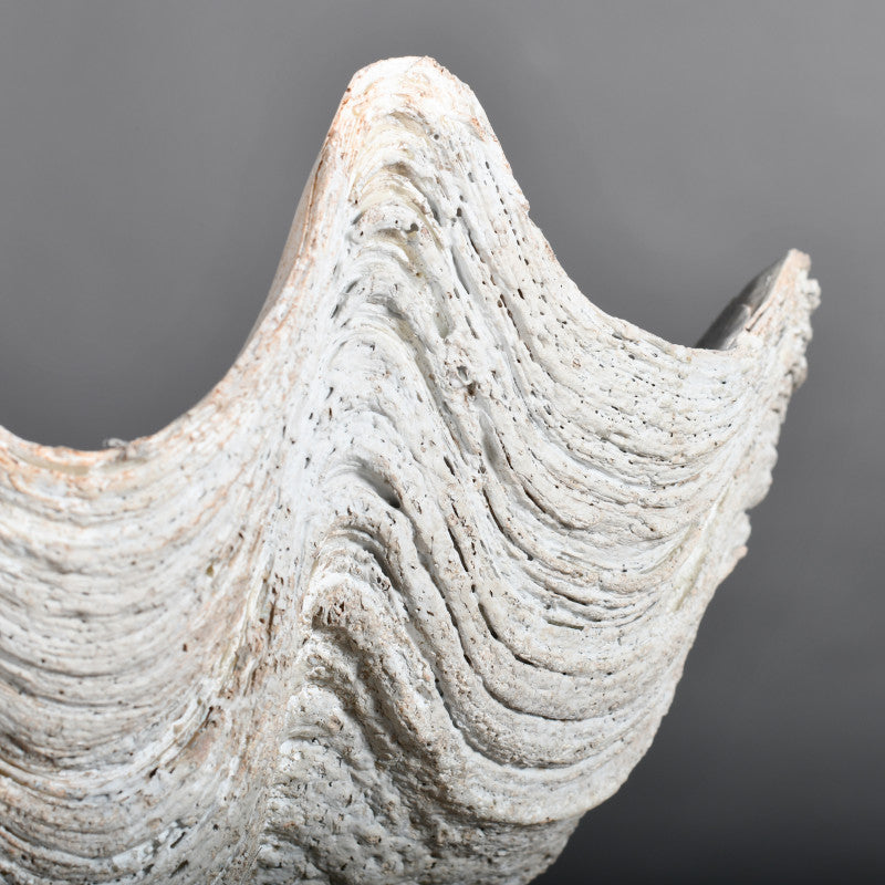 White Large Tricnada Clam