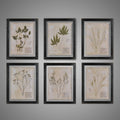 Black Herbarium Frames from France (Set of 6)