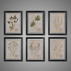 Black Herbarium Frames from France (Set of 6)