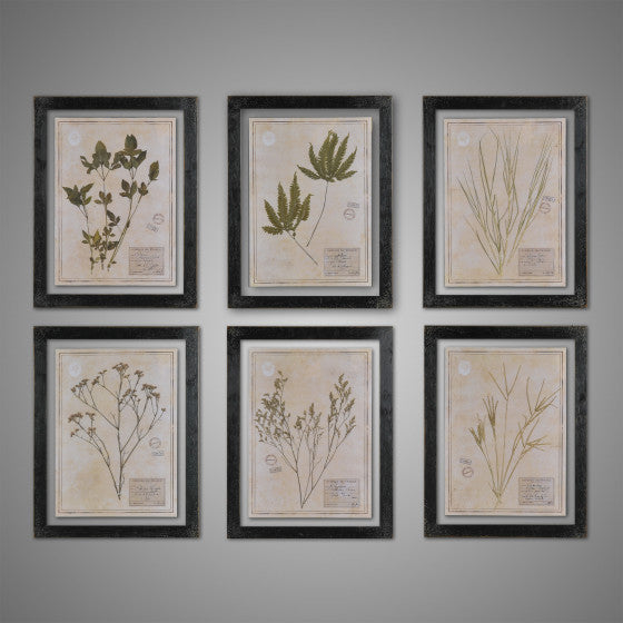 Black Herbarium Frames from France (Set of 6)