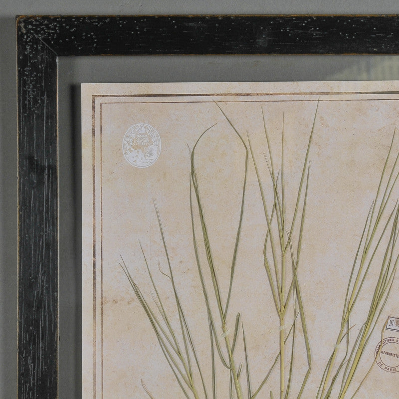 Black Herbarium Frames from France (Set of 6)
