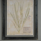Black Herbarium Frames from France (Set of 6)