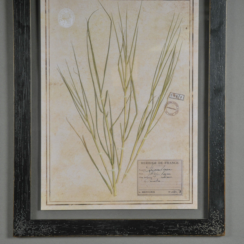 Black Herbarium Frames from France (Set of 6)