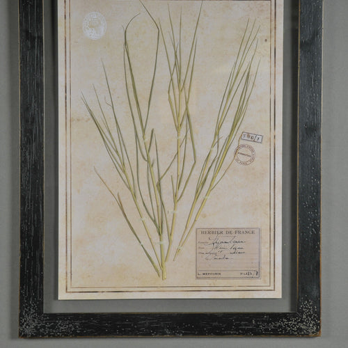 Black Herbarium Frames from France (Set of 6)