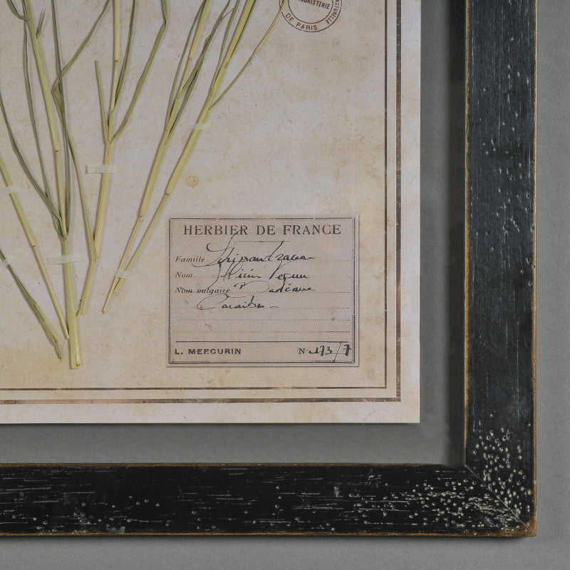 Black Herbarium Frames from France (Set of 6)