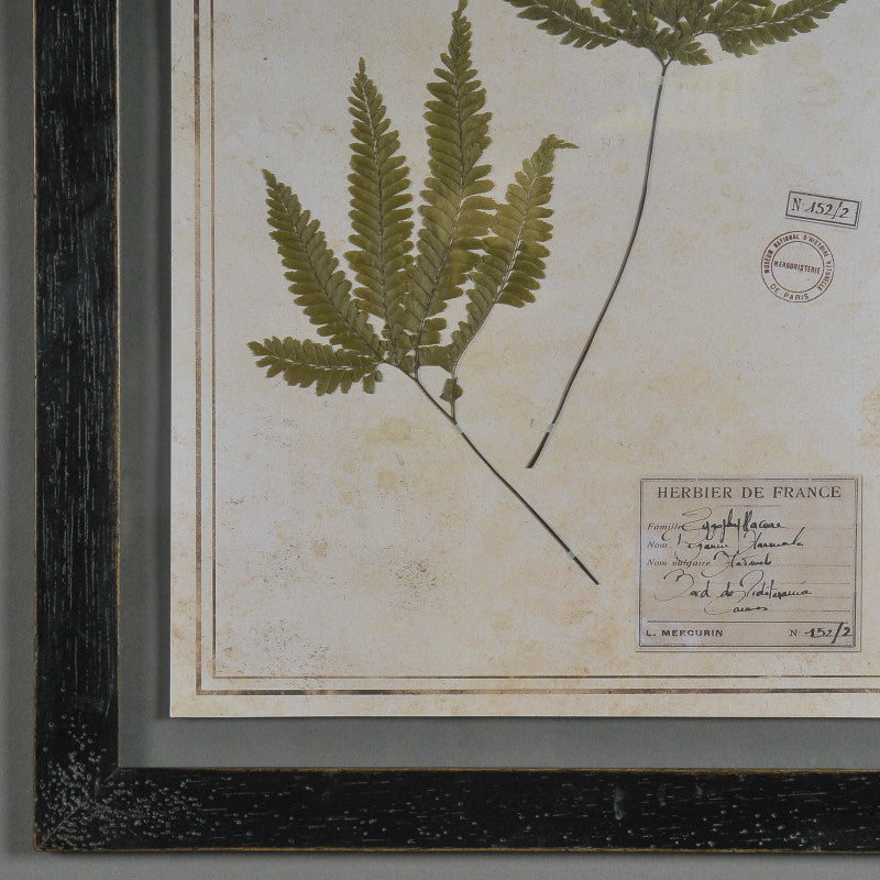 Black Herbarium Frames from France (Set of 6)