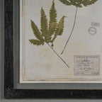 Black Herbarium Frames from France (Set of 6)