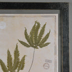 Black Herbarium Frames from France (Set of 6)