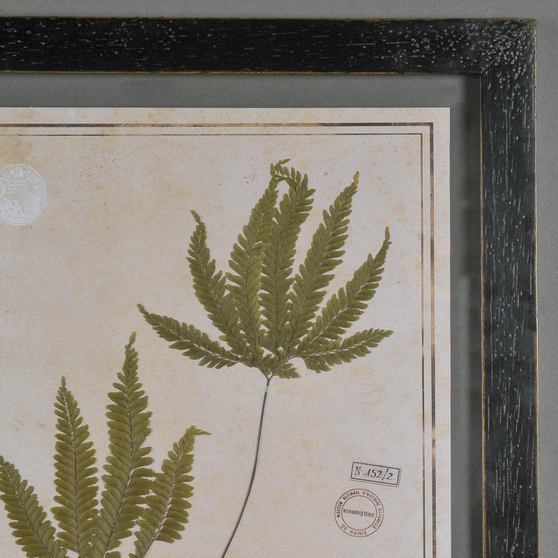 Black Herbarium Frames from France (Set of 6)